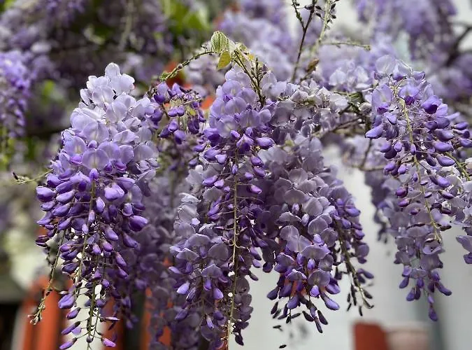 호텔 Doctor Weinstube